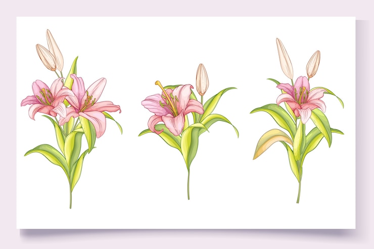無料Vector 美しい手描きのユリの花のイラスト