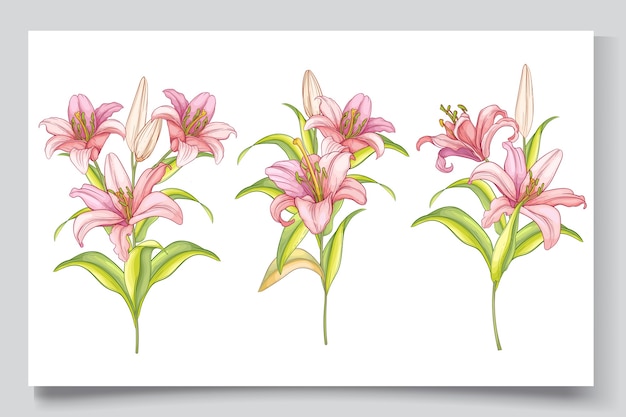 Красивая рисованная иллюстрация цветов лилии
