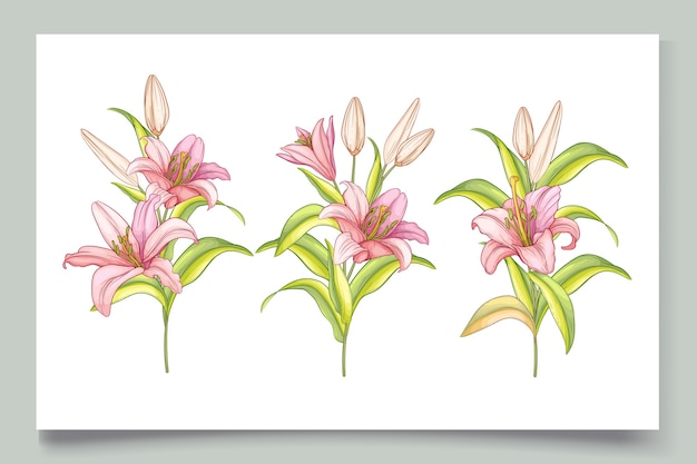 Beautiful hand drawn lily flowers illustration