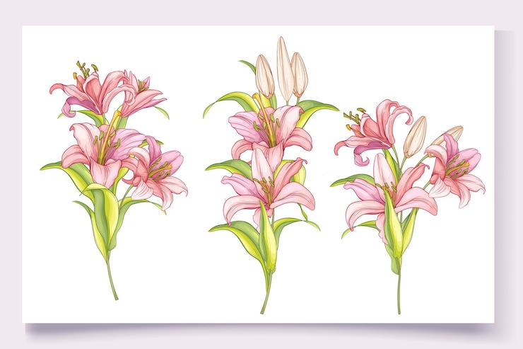 Free Vector beautiful hand drawn lily flowers illustration