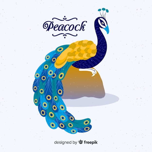 Beautiful hand drawn peacock