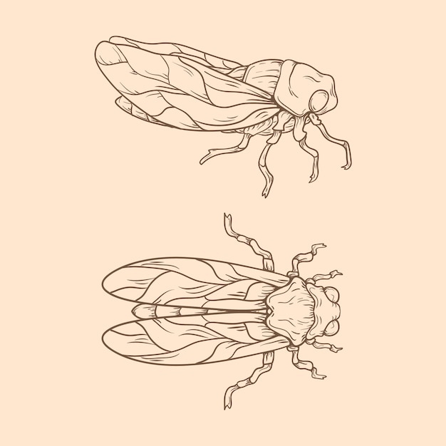 Beautiful insect outline illustration