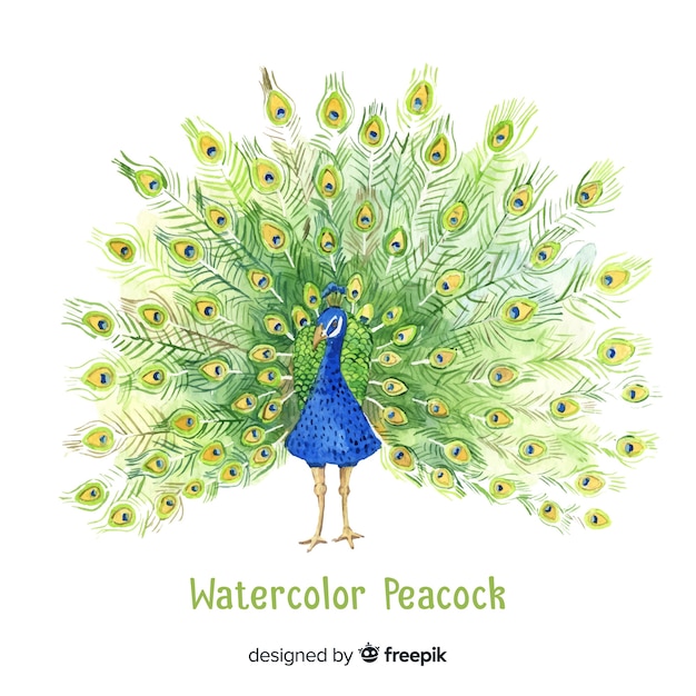 Free vector beautiful peacock in watercolor style