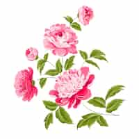 Free vector beautiful peonies illustration