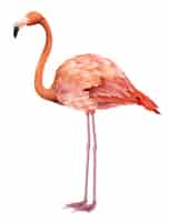 Free vector beautiful pink flamingo standing. for banners, posters, leaflets and brochures.