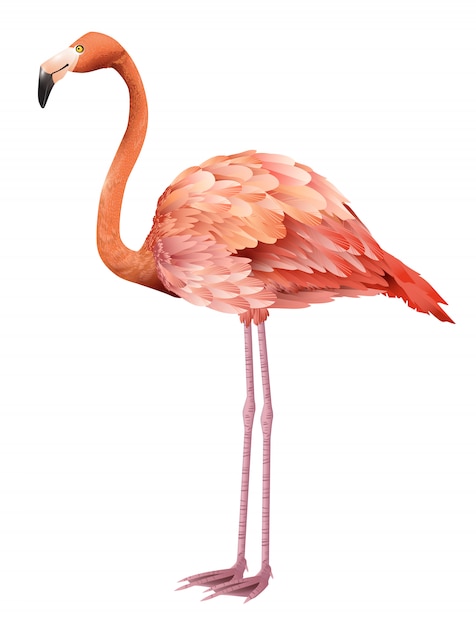 Beautiful pink flamingo standing. For banners, posters, leaflets and brochures.