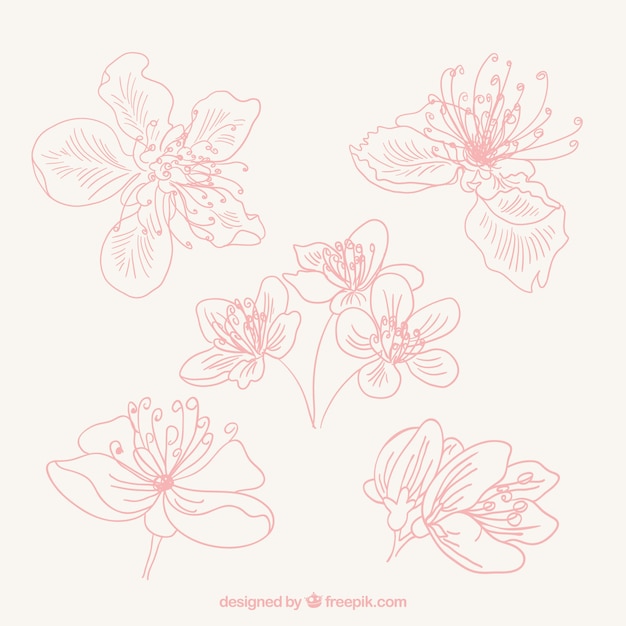 Free vector beautiful set of cherry blossoms