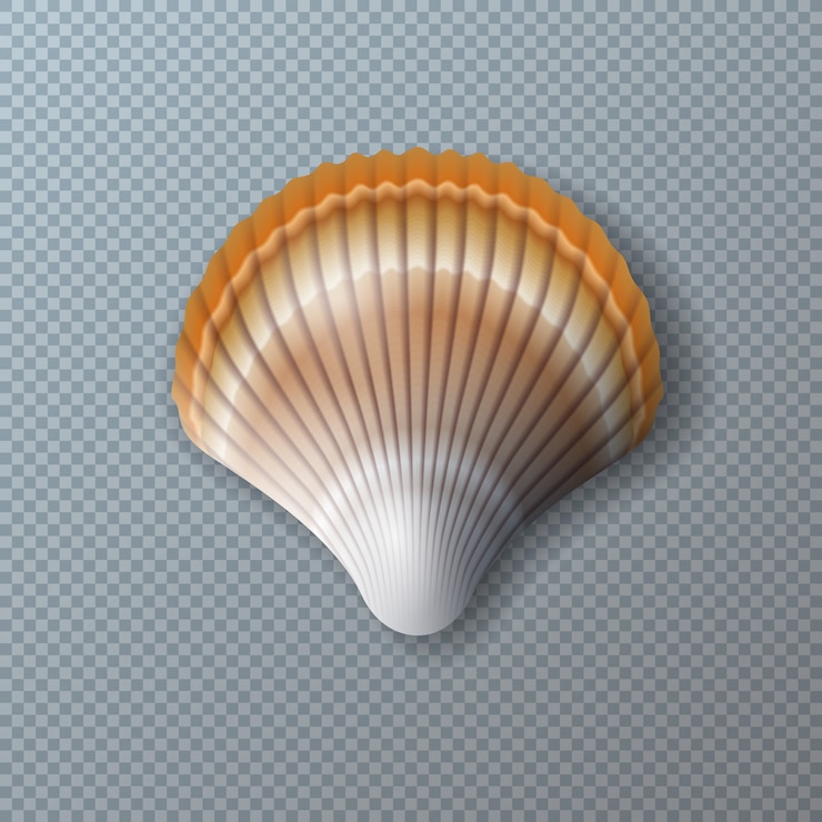 Free Vector beautiful shell isolated on transparent 