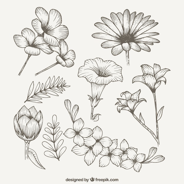 Free vector beautiful spring wild flowers