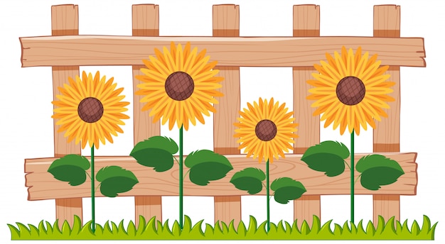 Free vector beautiful sunflowers in the garden on white background