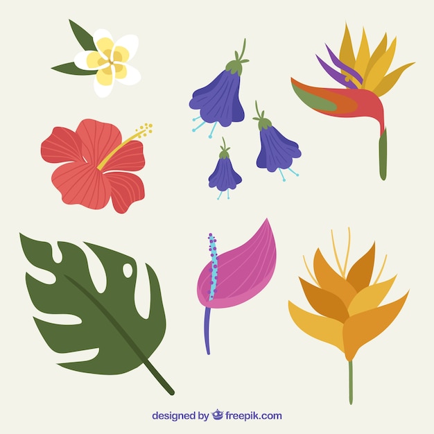 Free vector beautiful tropical flowers set