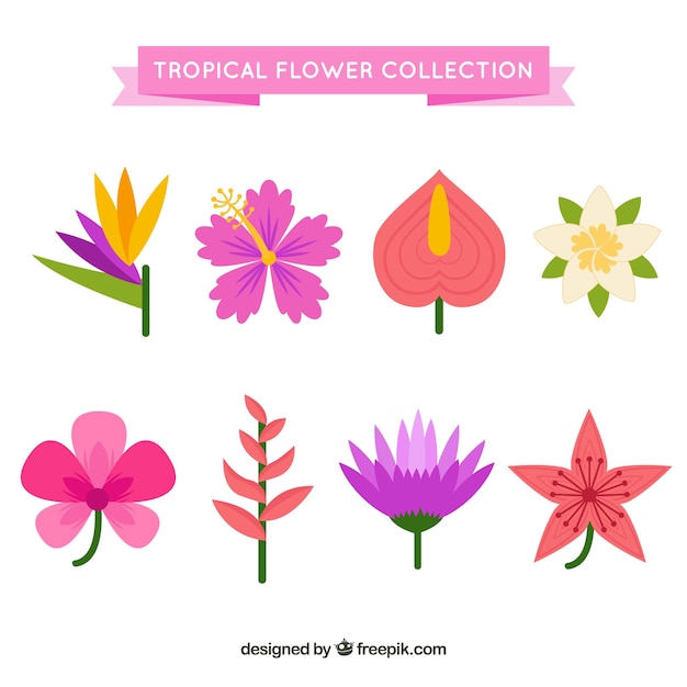 Beautiful tropical flowers set