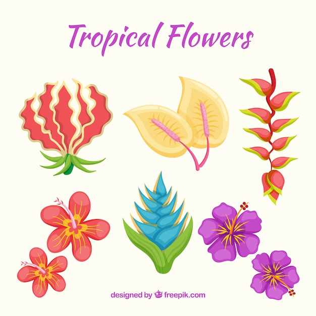 Vettore gratuito set di bellissimi fiori tropicali