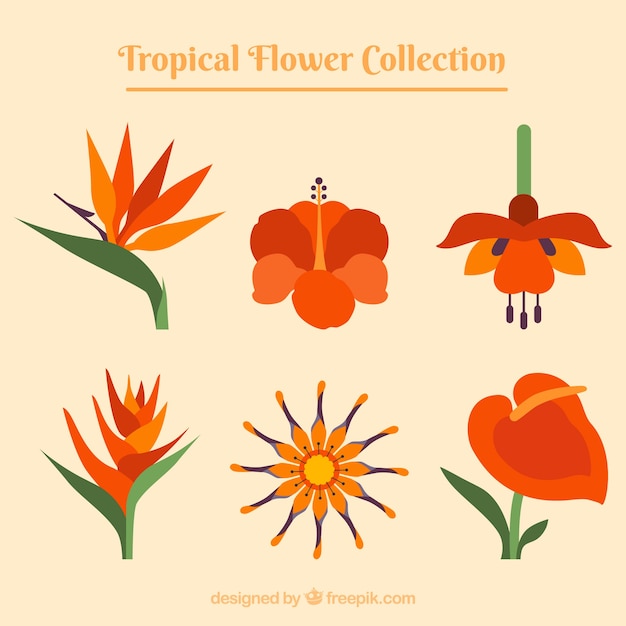 Beautiful tropical flowers set