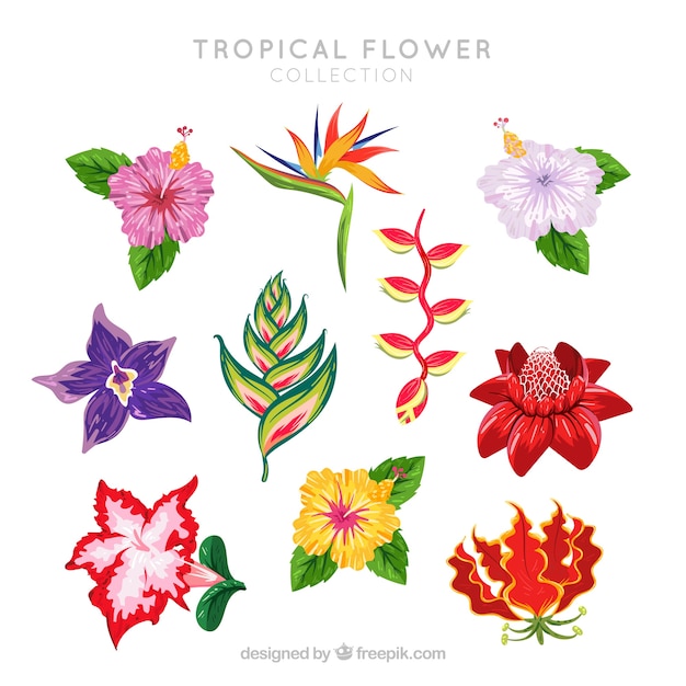 Vettore gratuito set di bellissimi fiori tropicali