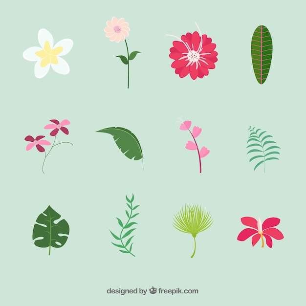 Free vector beautiful tropical flowers set