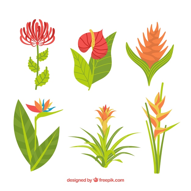 Free vector beautiful tropical flowers set