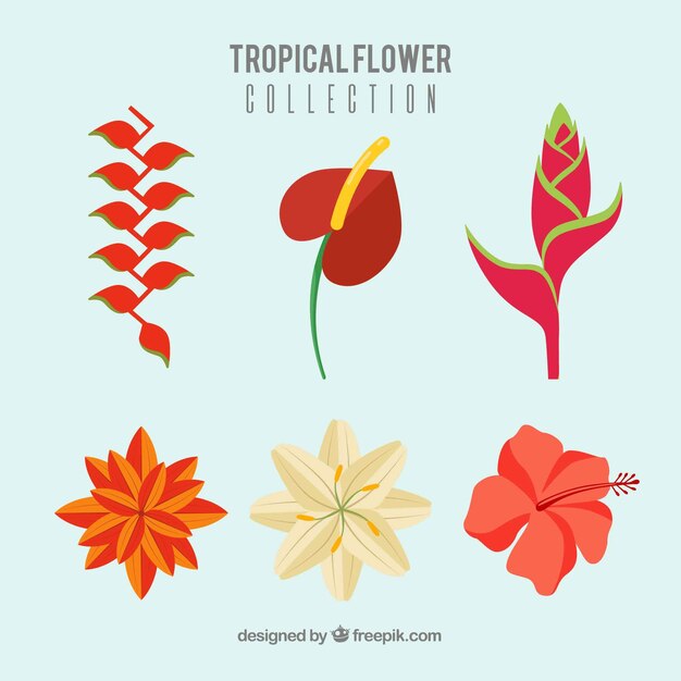 Vettore gratuito set di bellissimi fiori tropicali