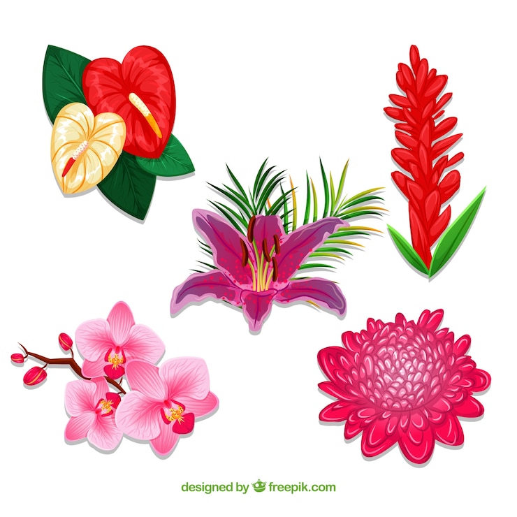 無料Vector 美しい熱帯の花セット