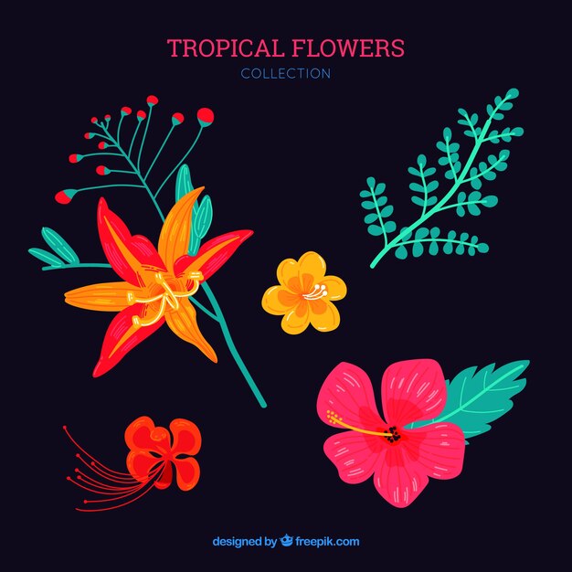 Beautiful tropical flowers set 