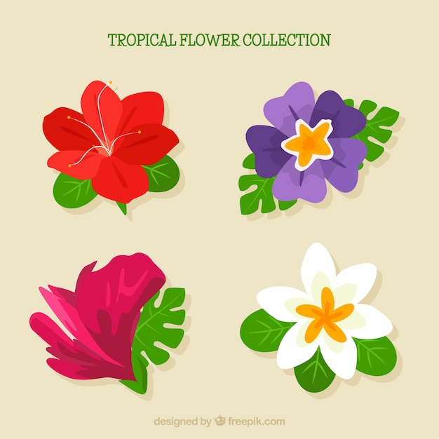 Beautiful tropical flowers set