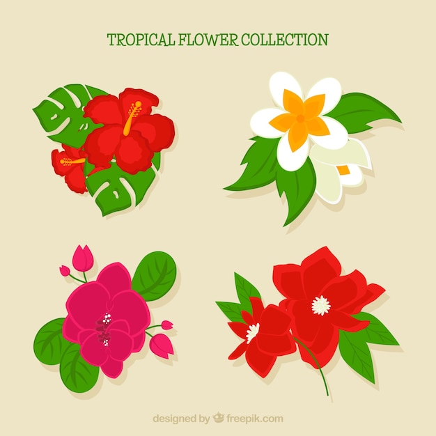 Beautiful tropical flowers set