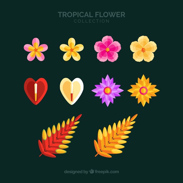 Beautiful tropical flowers set 