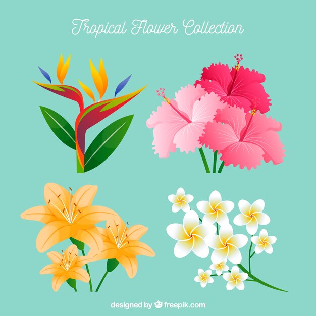 Beautiful tropical flowers set 