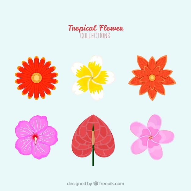 Vettore gratuito set di bellissimi fiori tropicali