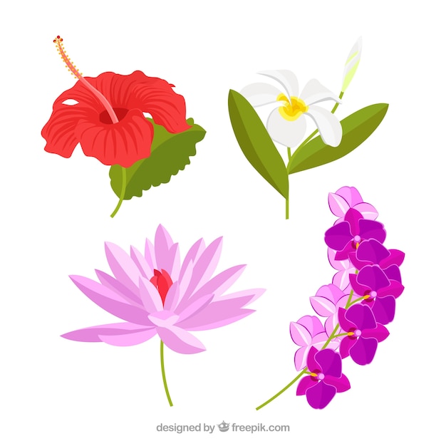 Free vector beautiful tropical flowers set