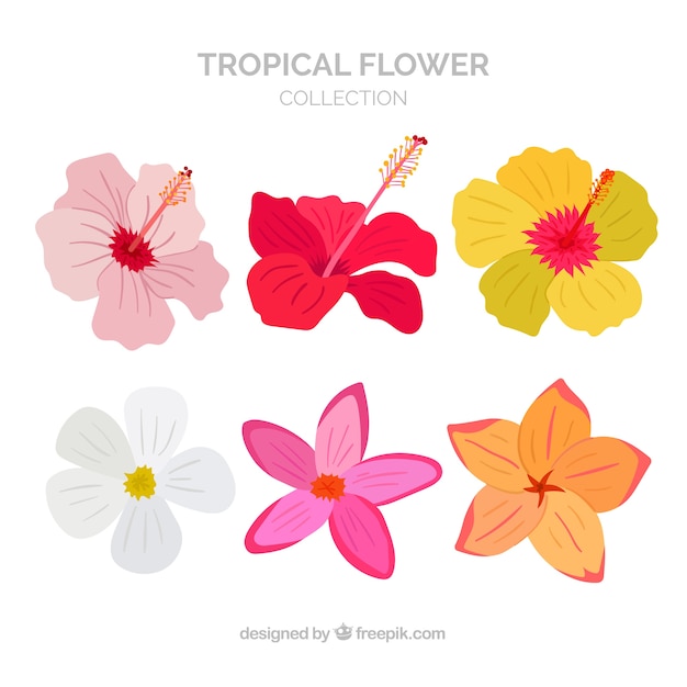 Vettore gratuito set di bellissimi fiori tropicali