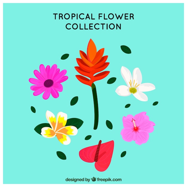 Vettore gratuito set di bellissimi fiori tropicali