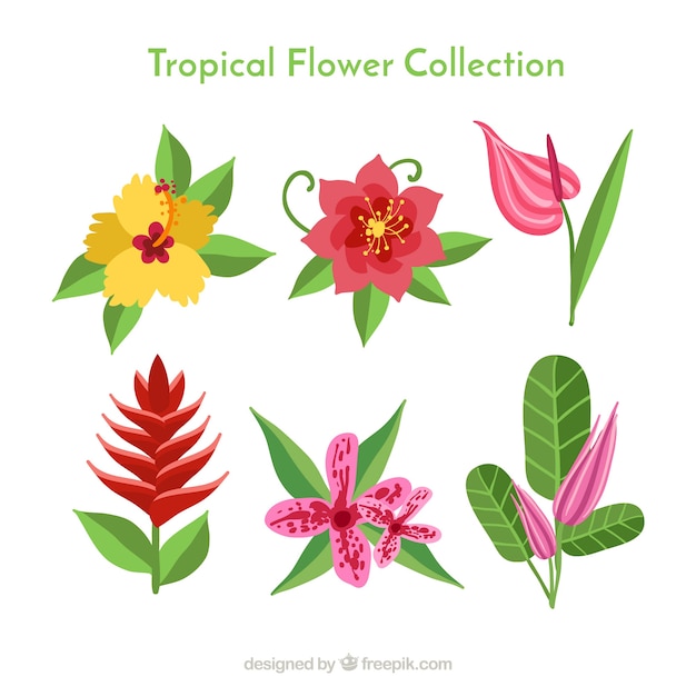 Free vector beautiful tropical flowers set