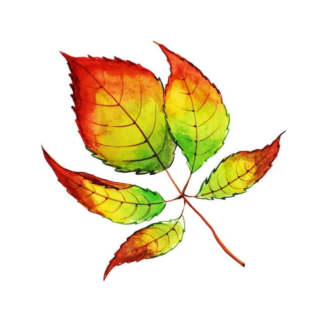 Free vector beautiful watercolor autumn leaf