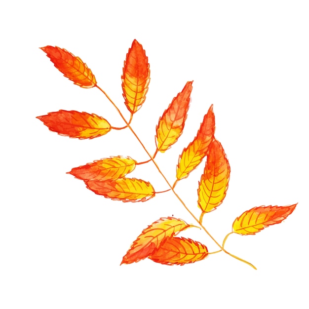Бесплатное векторное изображение Красивый акварельный осенний лист
