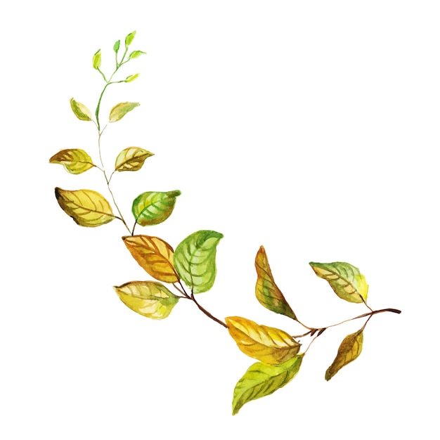 Красивый акварельный осенний лист