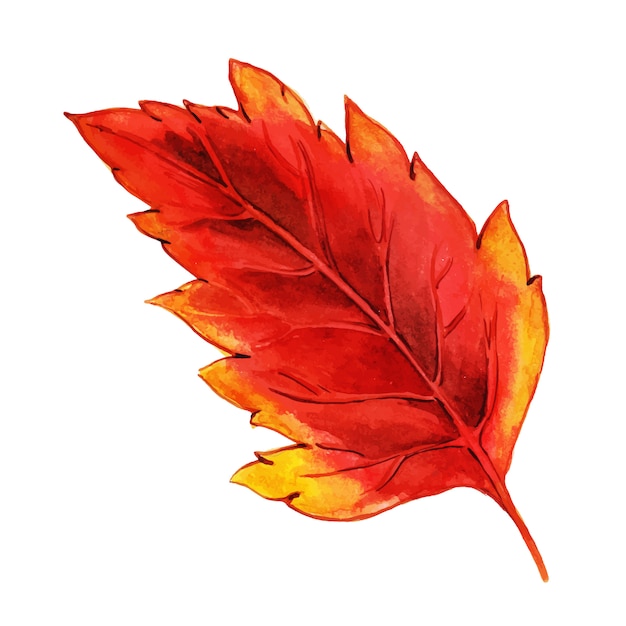 Beautiful Watercolor Autumn Leaf