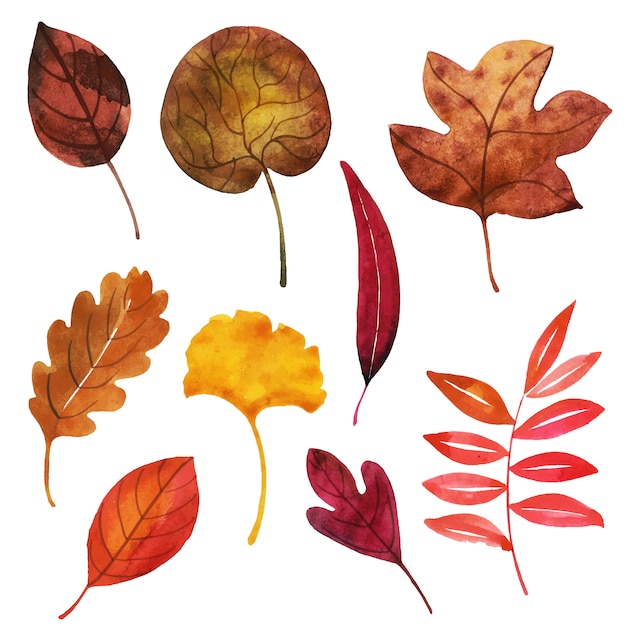 Beautiful Watercolor Autumn Leaves Collection