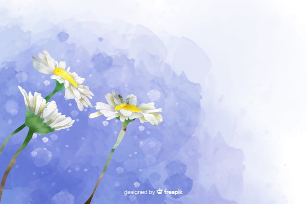 Beautiful watercolor daisy flower background