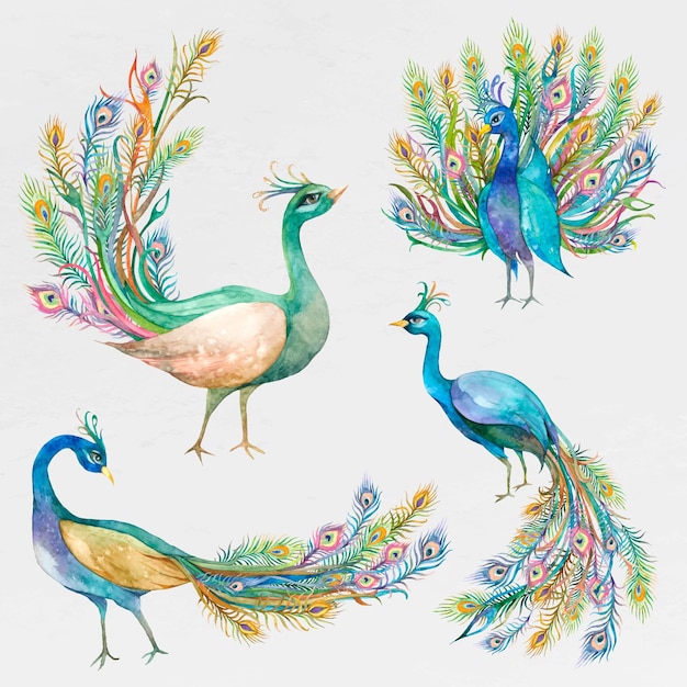 Free vector beautiful watercolor peacock set