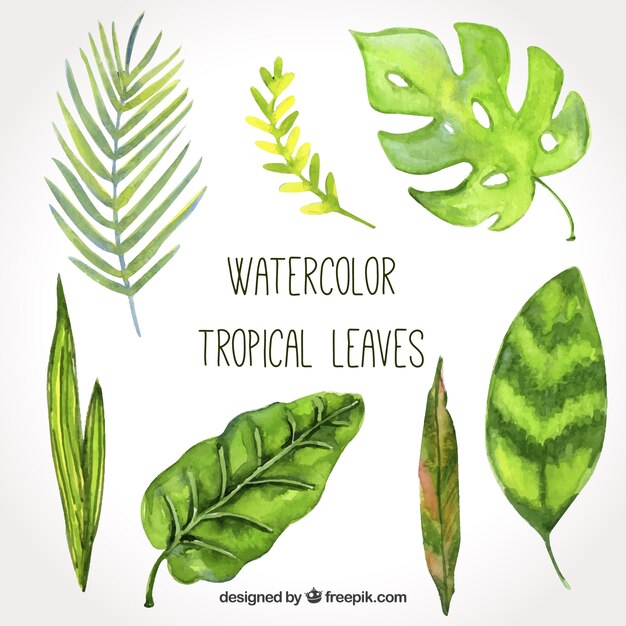 Коллекция красивых тропических листьев акварели