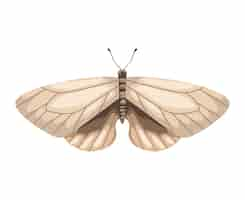 Free vector beauty white moth insect icon