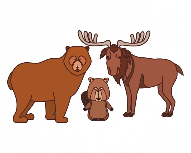 Beaver bear and moose animal of canada