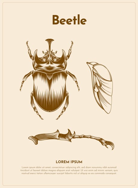 Beetle retro animal illustration