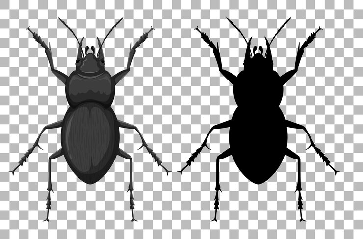 Free Vector beetle on transparent background