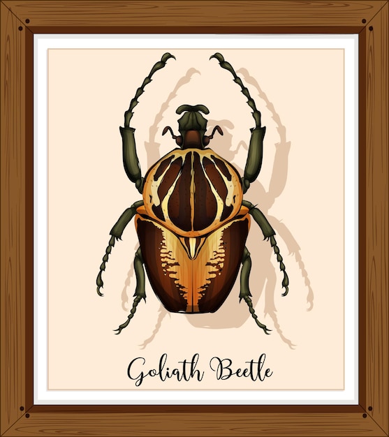 Beetle on wooden frame