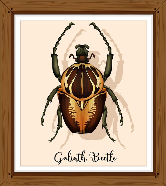 Beetle on wooden frame