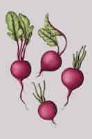 Free vector beetroot set illustration