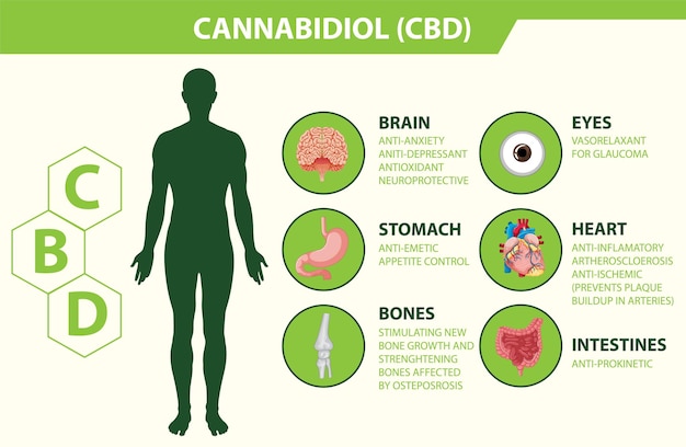 Free vector benefits of cbd for physical health diagram