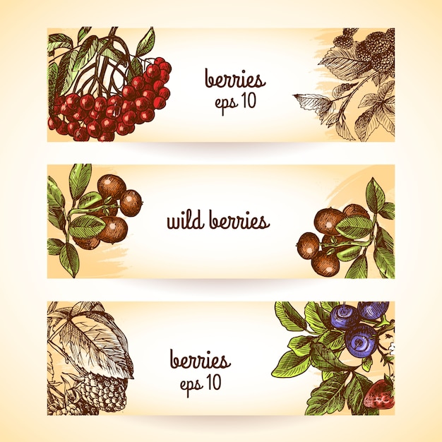 Free vector berries banners collection